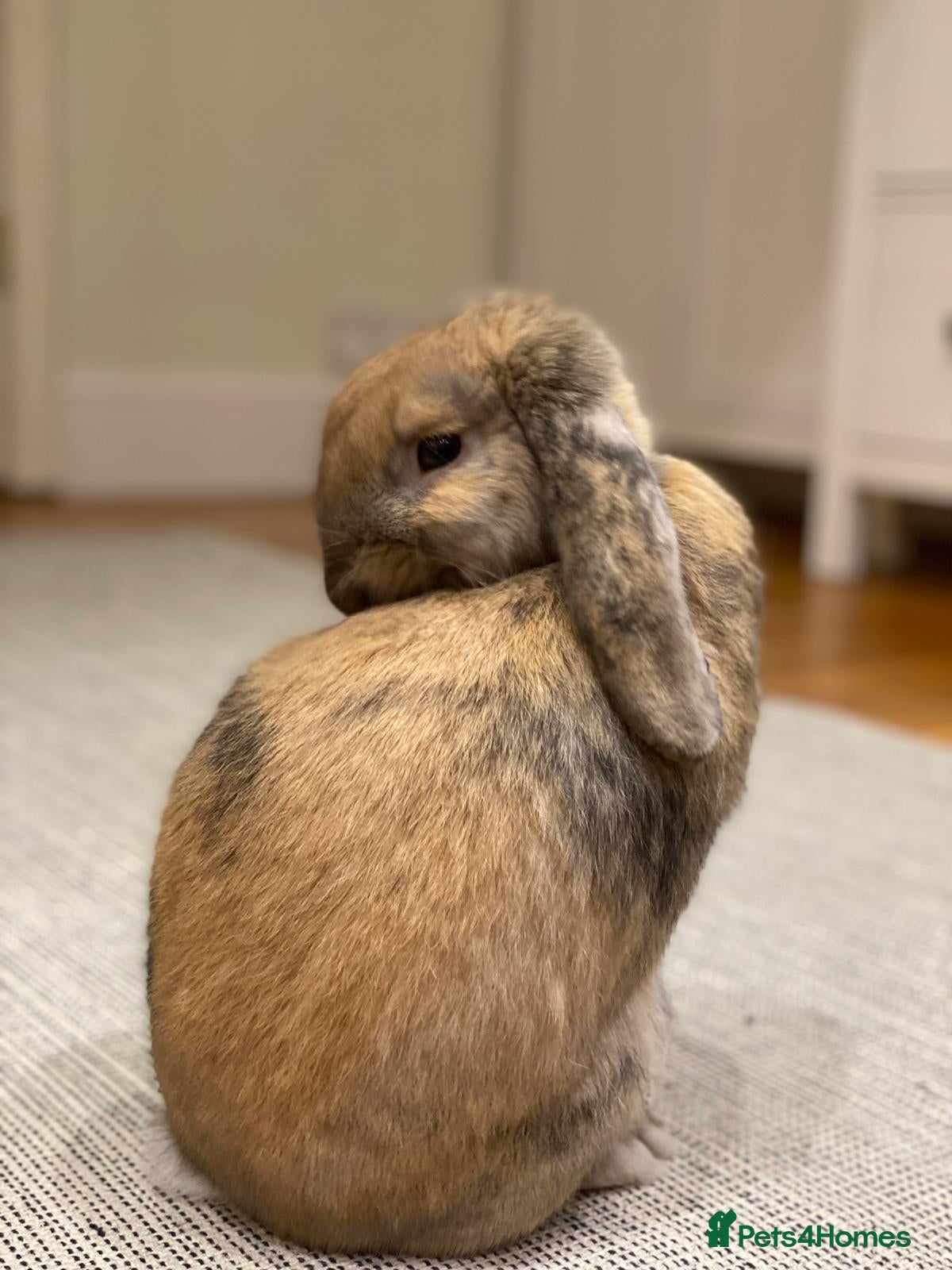Mini Lop rabbits 3 year old Ginger and Brown Mini Lop - Advert 3