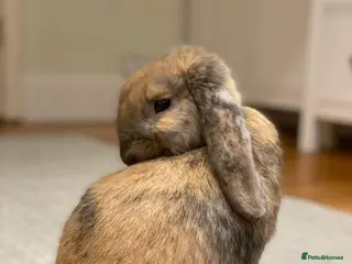 Mini Lop rabbits 3 year old Ginger and Brown Mini Lop - Advert 3