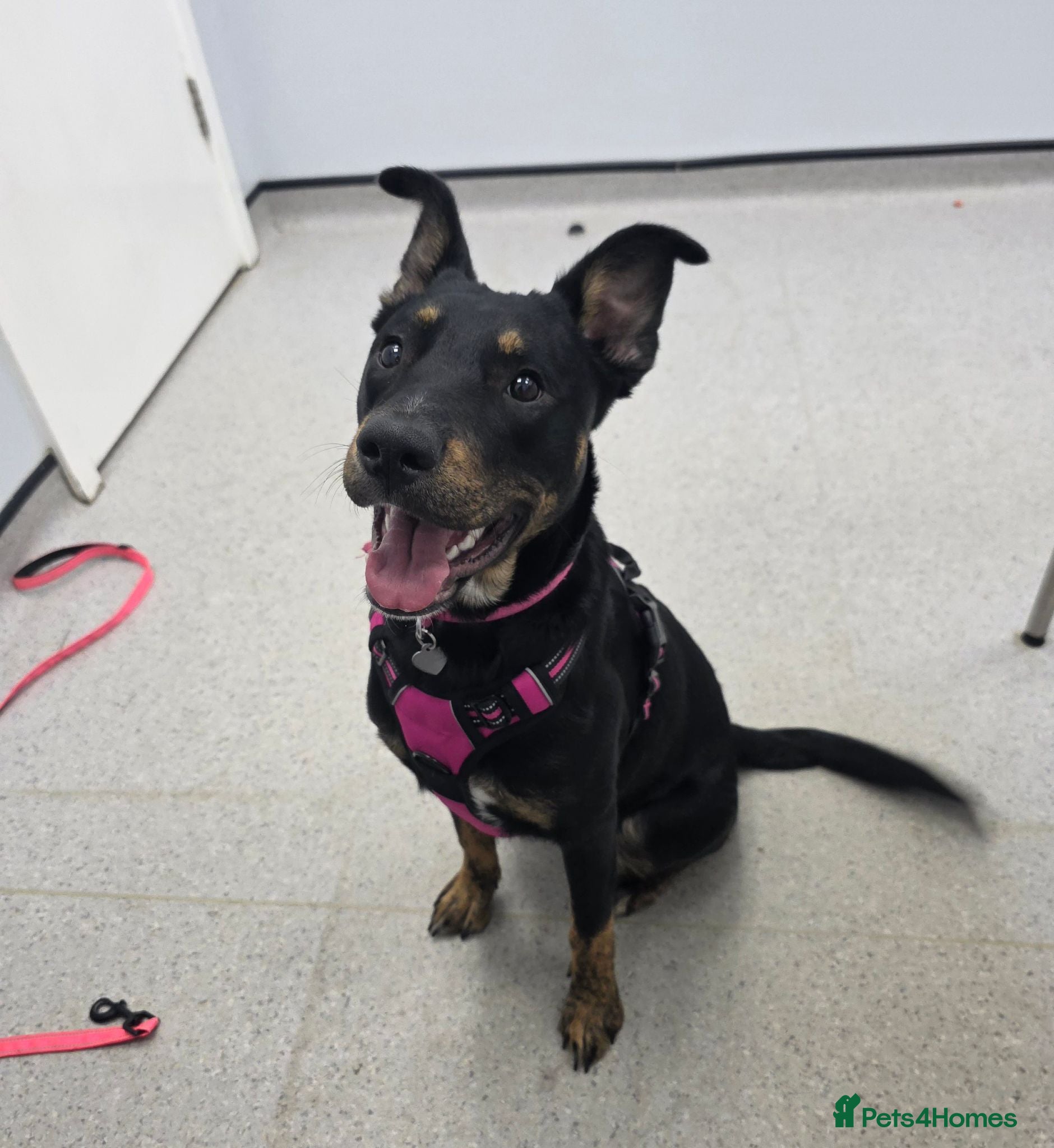 Mixed Breed dogs Beautiful female for stud - Advert 1