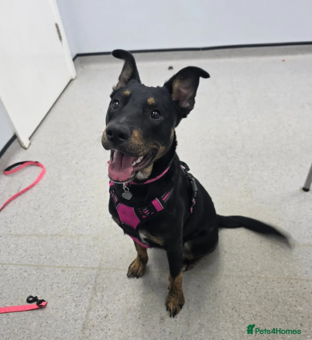 Mixed Breed dogs for stud: Beautiful female for stud in Shefford - Advert 1