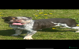 English Bulldog dogs for sale: Beautiful Olde English bulldogs  - Image 3