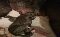 Whippet dogs for sale: Beautiful blue whippet puppy - Image 2