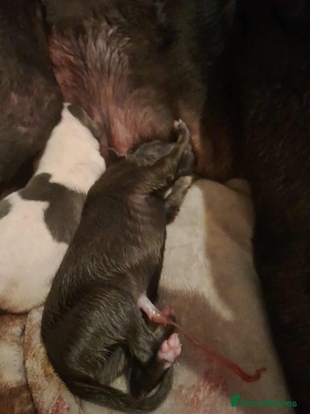 Whippet dogs for sale: Beautiful blue whippet puppy - Image 2