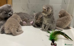 Scottish Fold cats for sale: Pedigree Scottish fold and straight kittens - Image 7