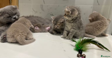 Scottish Fold cats - Advert 2