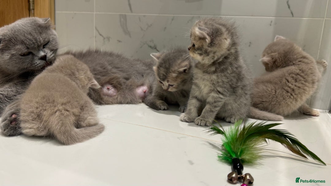 Scottish Fold cats for sale: Pedigree Scottish fold and straight kittens - Image 7