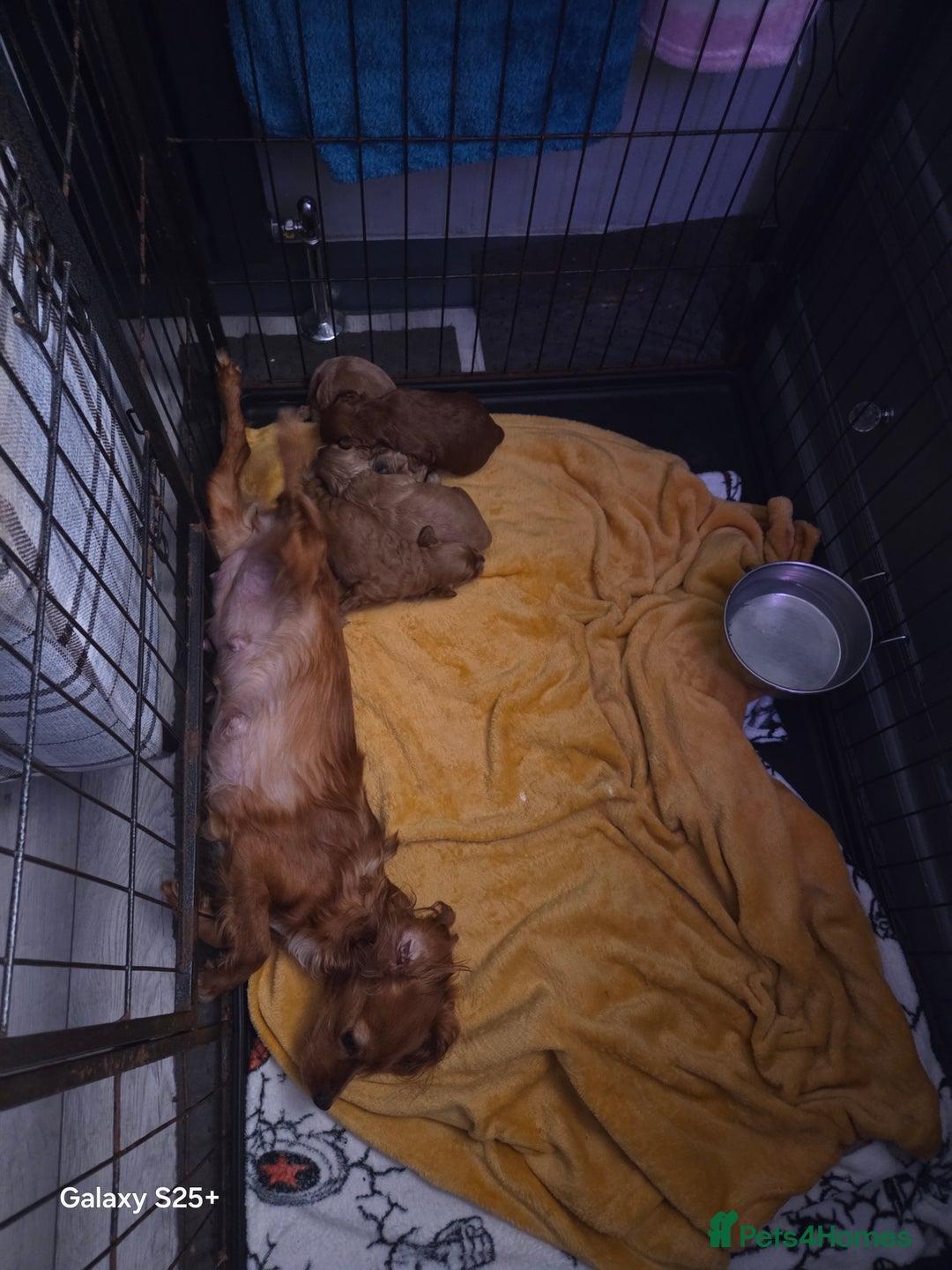 Cavapoo dogs for sale: Beautiful F1 cavapoos from health tested parents  - Image 5