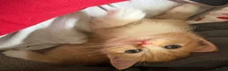 Ragdoll cats for sale: Ragdoll x Domestic Tortoiseshell Shorthair Kittens - Advert 3