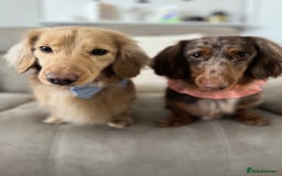 Miniature Dachshund dogs for sale: Bo & Evie mini dachshunds  - Image 5