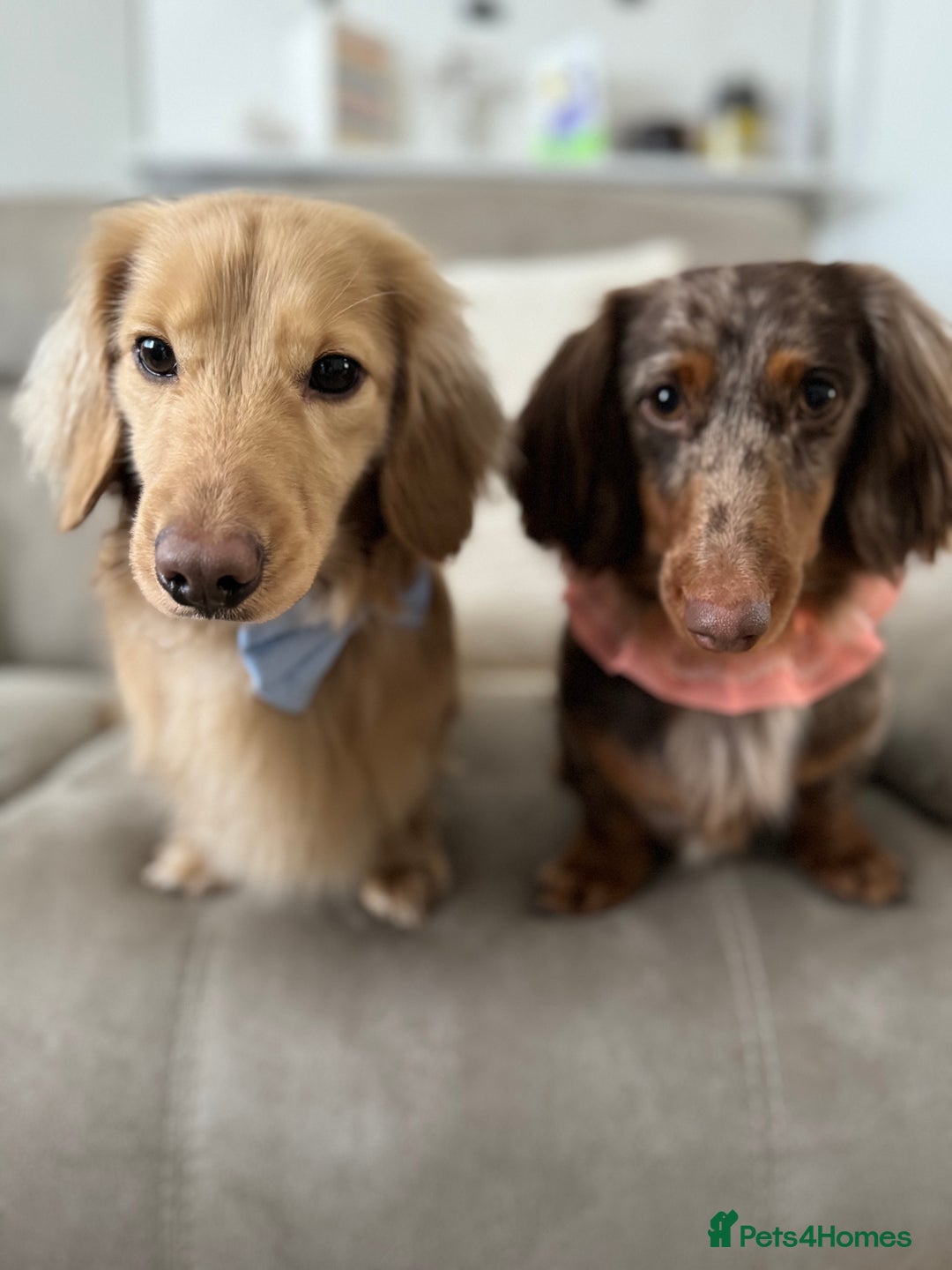 Miniature Dachshund dogs for sale: Bo & Evie mini dachshunds  - Image 5