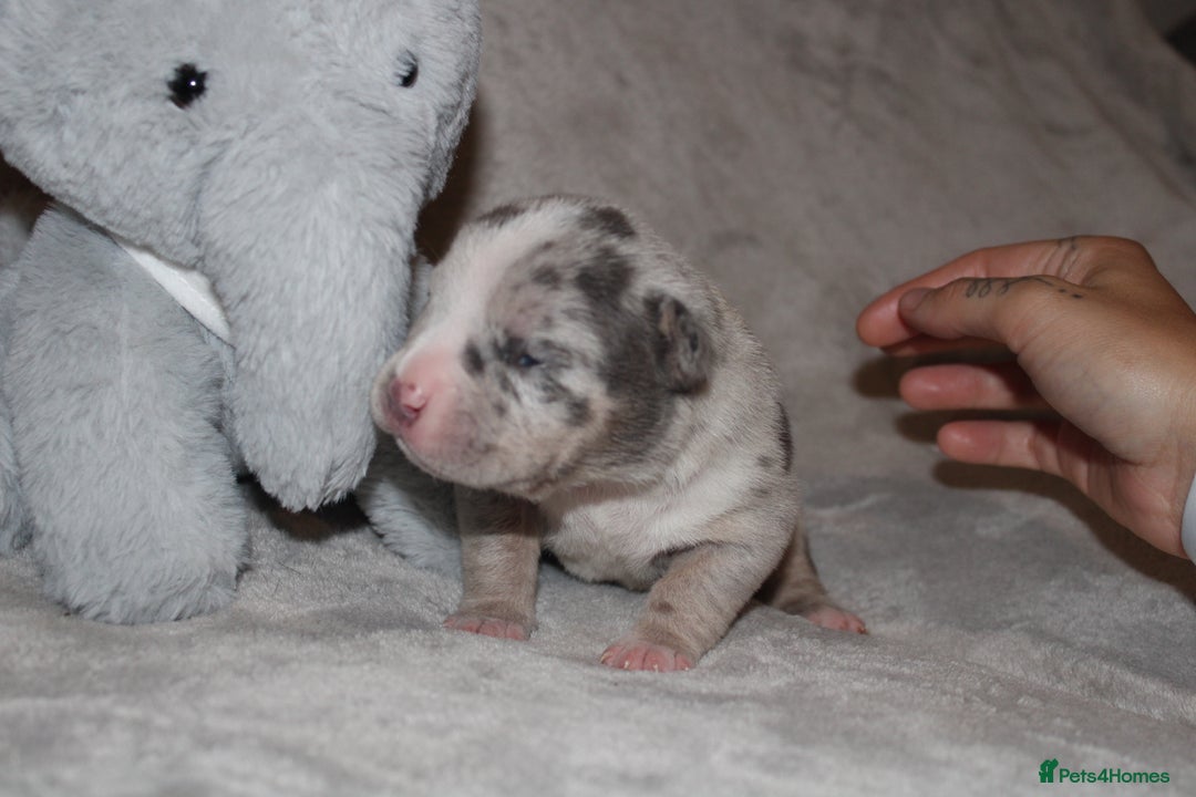 American Bully dogs for sale: 🔥🔥American bully pups 🔥🔥 - Image 12