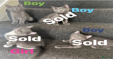 Ragdoll cats - Advert 1