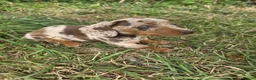 Miniature Dachshund dogs for sale: Dapple & Tan Miniature Dachshund Pups – Ready NOW! in Bristol - Advert 1