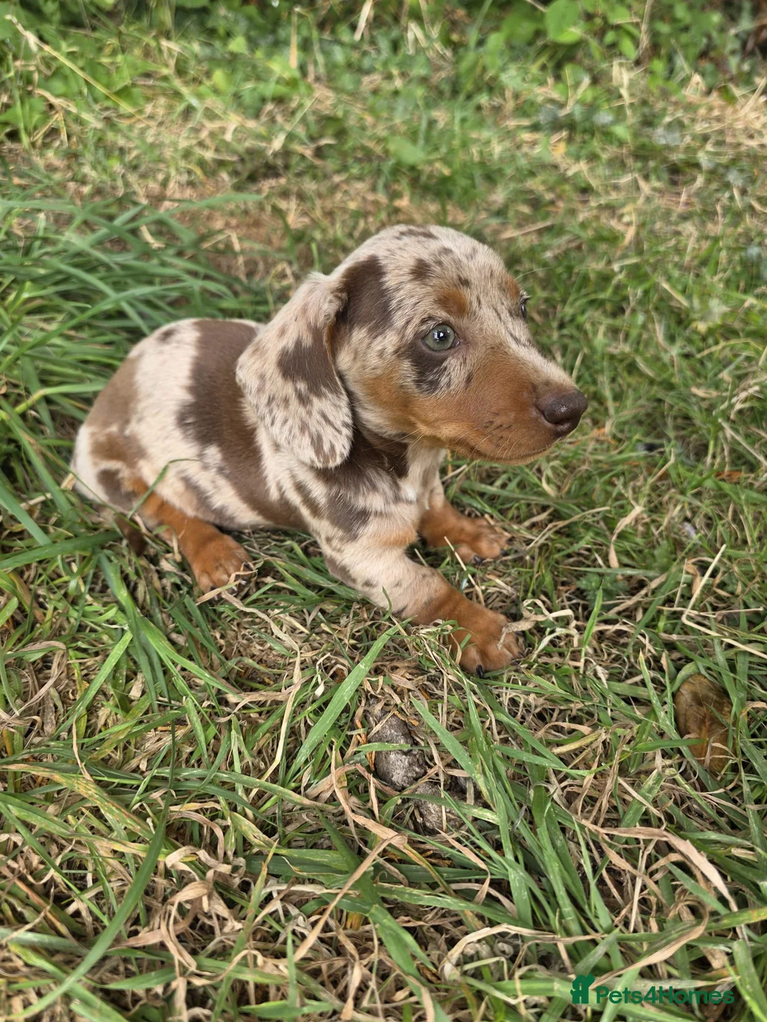 Miniature Dachshund dogs for sale: Dapple & Tan Miniature Dachshund Pups – Ready NOW! in Bristol - Advert 1