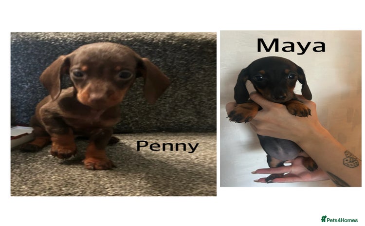 Miniature Dachshund dogs - Advert 4