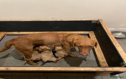 Labrador Retriever dogs for sale: Fox red Labrador puppies  - Advert 8