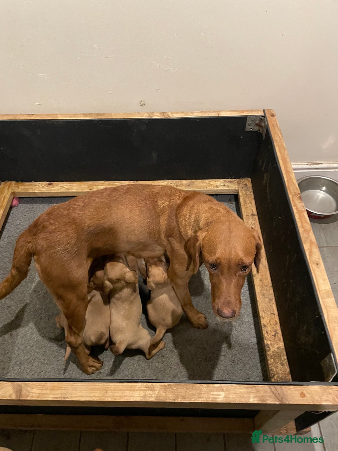 Labrador Retriever dogs for sale: Fox red Labrador puppies  - Advert 8