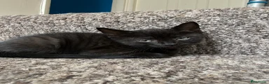 Mixed Breed Kitten 5