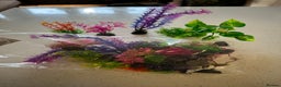 Angelfish fish for sale: Fish tank starter kit - Advert 7