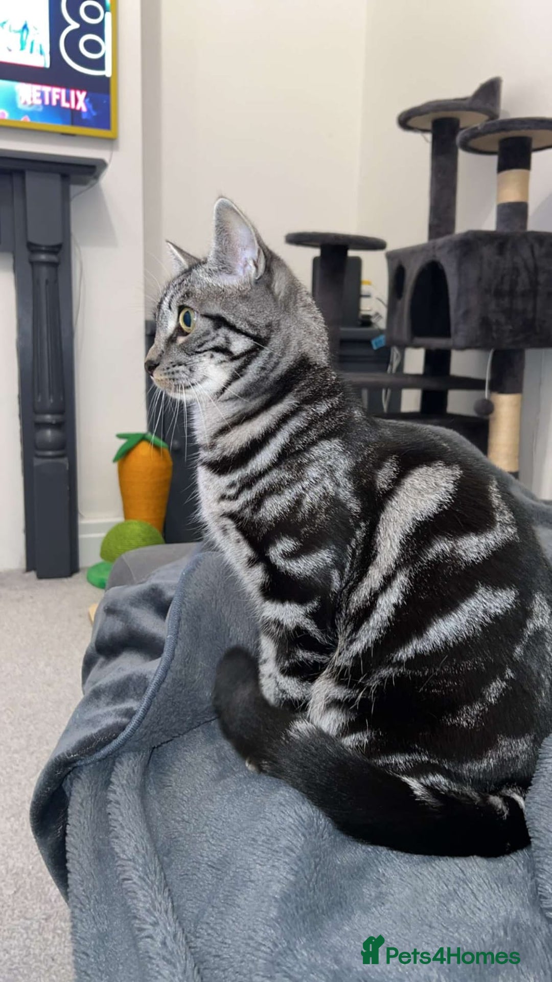 Domestic Shorthair cats for sale: Playful and friendly cat - Advert 4