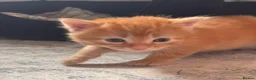 Mixed Breed cats for sale: Fluffy ginger male - Advert 5