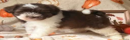 Miniature Schnauzer dogs for sale: KC Chocolate, Choc & Tan, Choc Parti Parti  - Advert 2