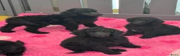 Standard Poodle dogs for sale: STANDARD POODLE PUPPIES FULLY TESTED PARENTS  - Advert 8