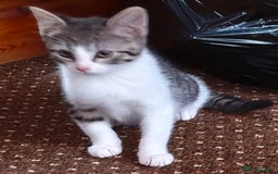 Tibetan cats for sale: Tabby white kittens looking for a lovely home - Advert 6