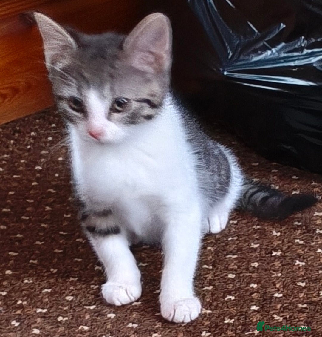 Tibetan cats for sale: Tabby white kittens looking for a lovely home - Advert 6