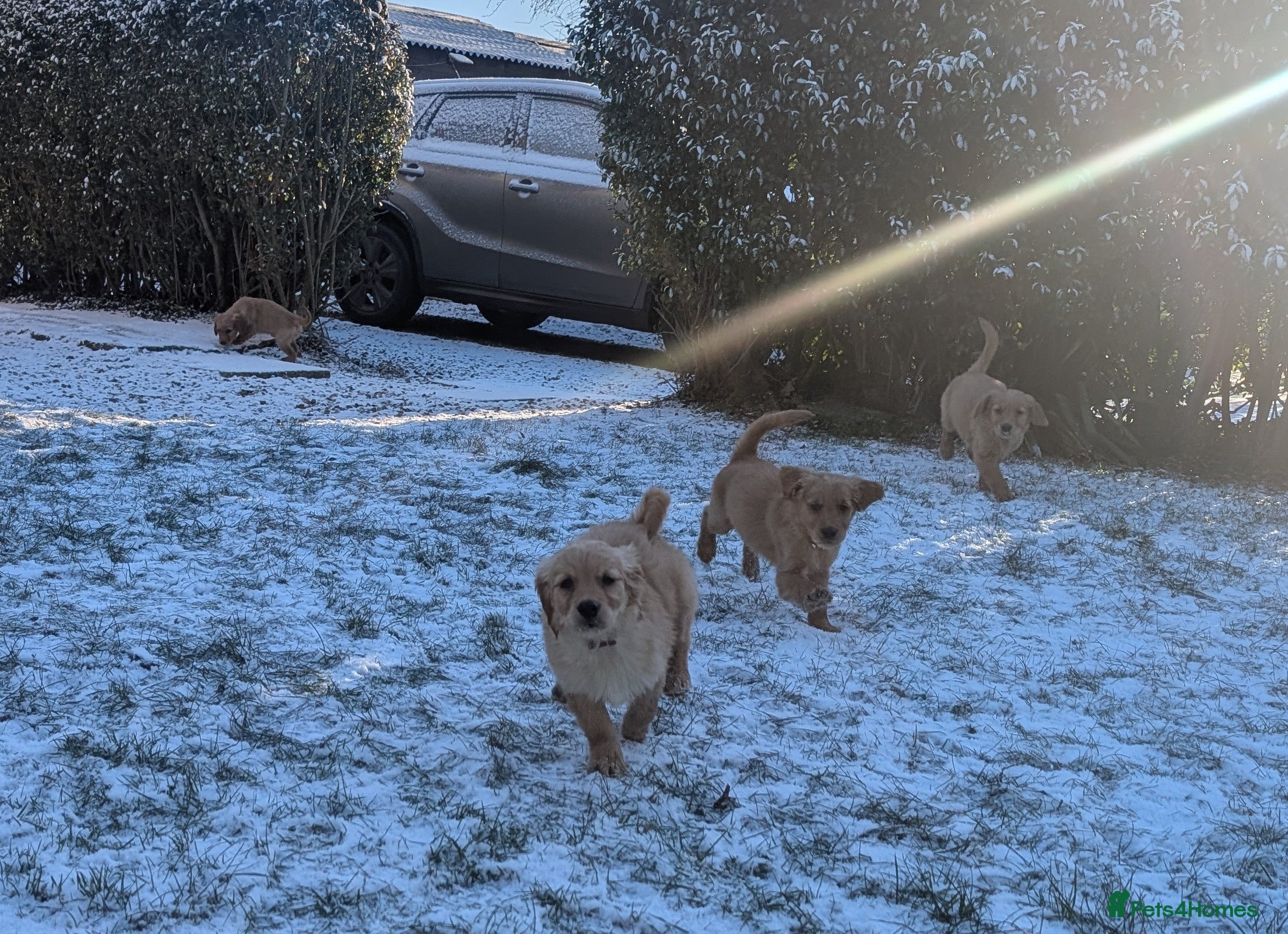 Golden Retriever dogs KC Reg Working Golden Retriever Puppies  - Advert 2