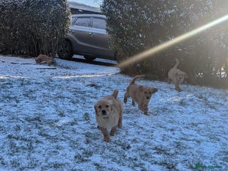 Golden Retriever dogs KC Reg Working Golden Retriever Puppies - Advert 5