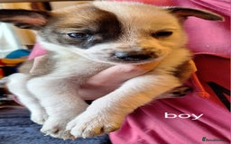 Mixed Breed dogs for sale: Puppies - Image 11