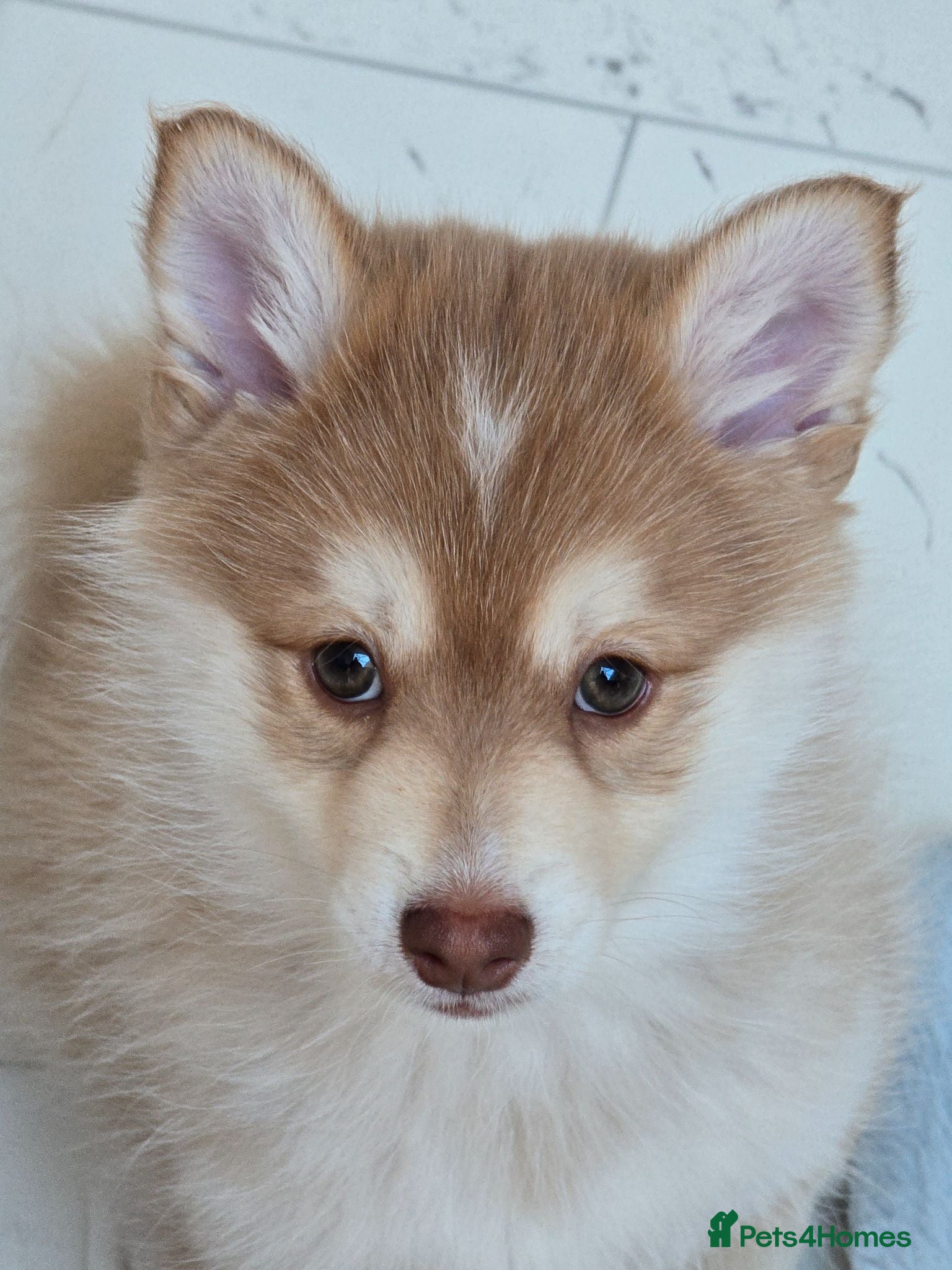 Pomsky dogs Red/white handsome boy left - Advert 1