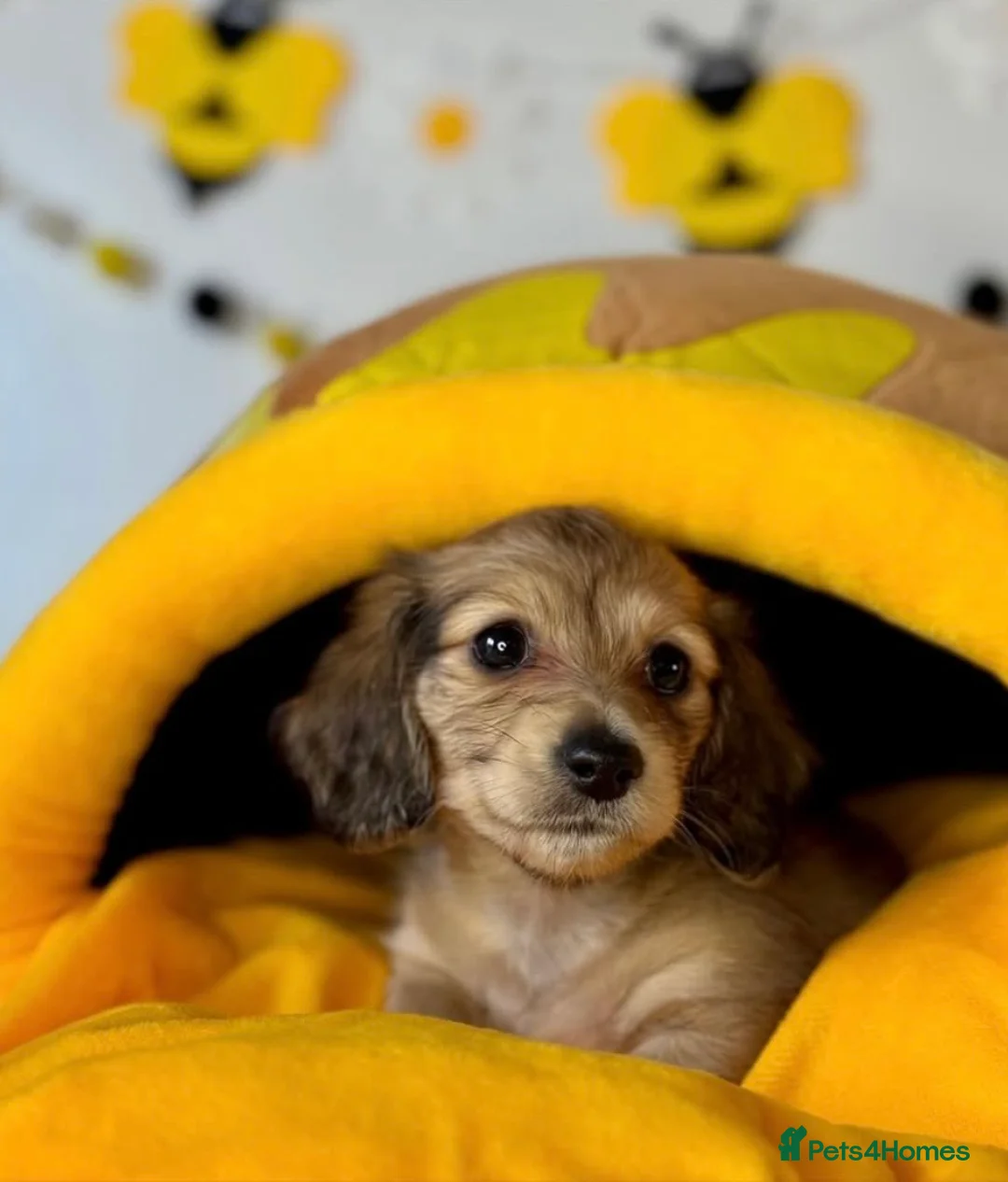 Miniature Dachshund dogs for stud: KC Registered - Health Tested - Proven Stud Dog 🏅 - Advert 29