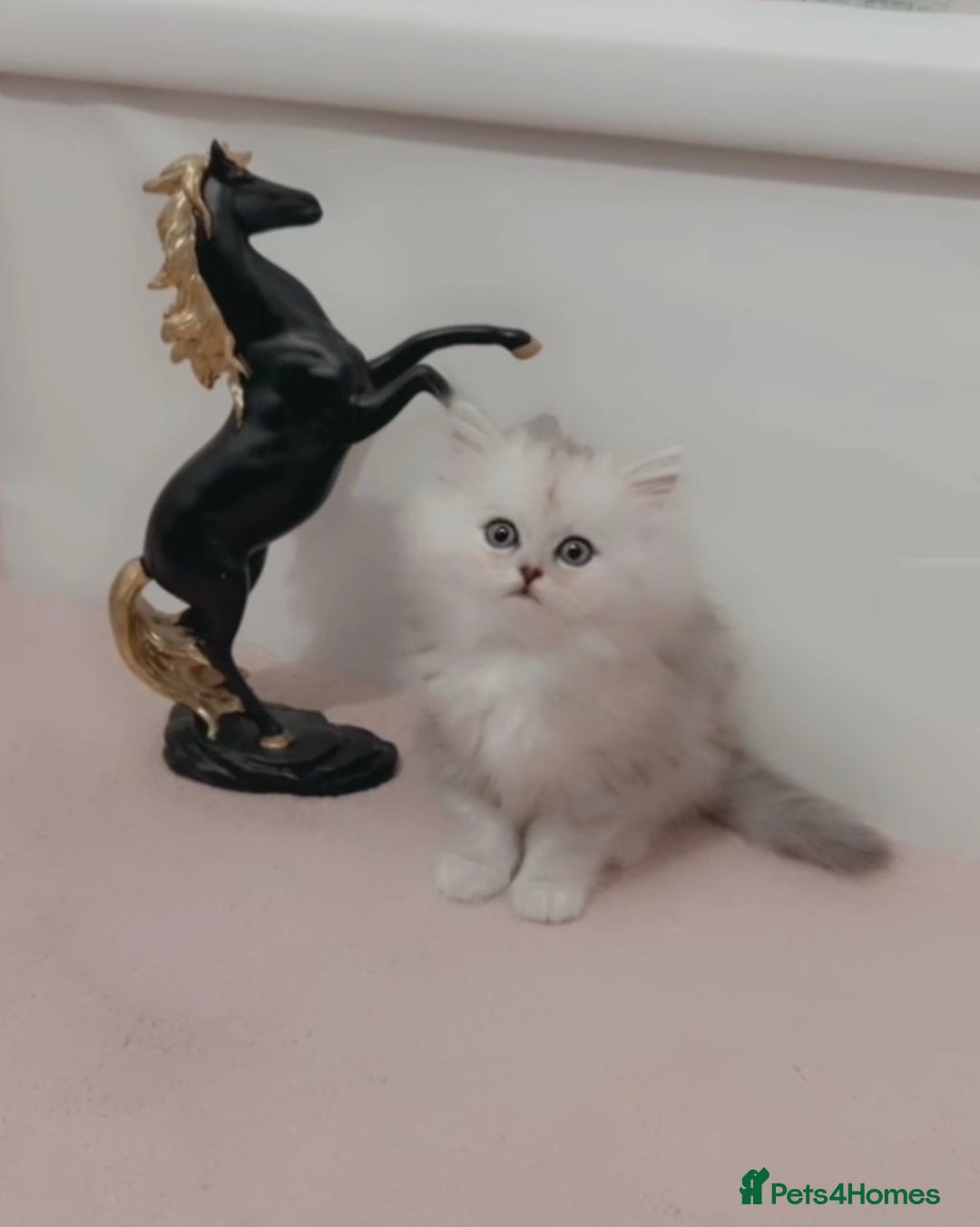 Persian cats for sale: Fluffy Persian Kittens✨ - Advert 1