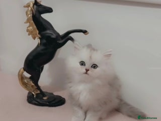 Persian cats Fluffy Persian Kittens✨ - Advert 1