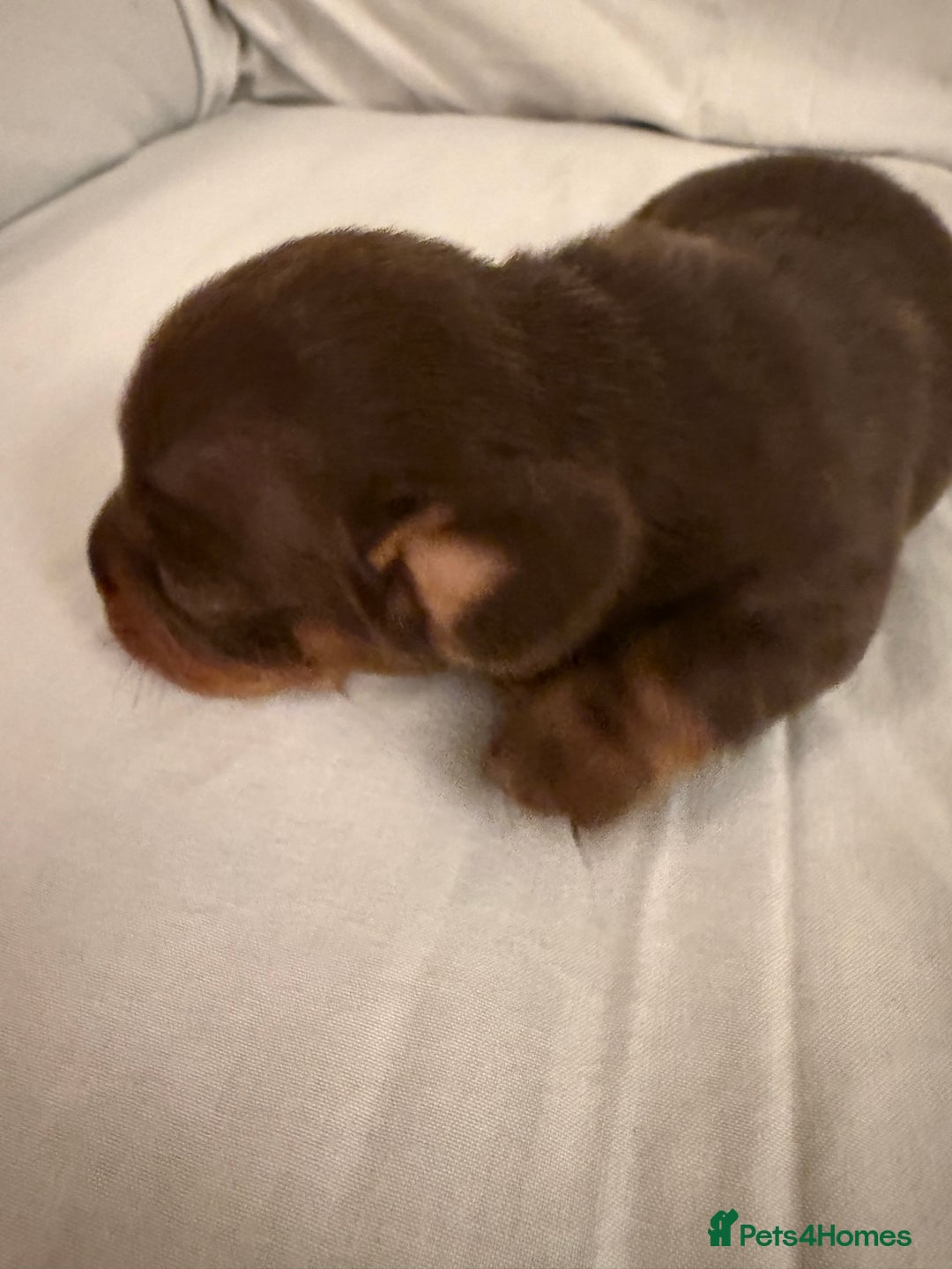 Dachshund dogs for sale: Miniature Dachshund puppies for sale - Advert 12