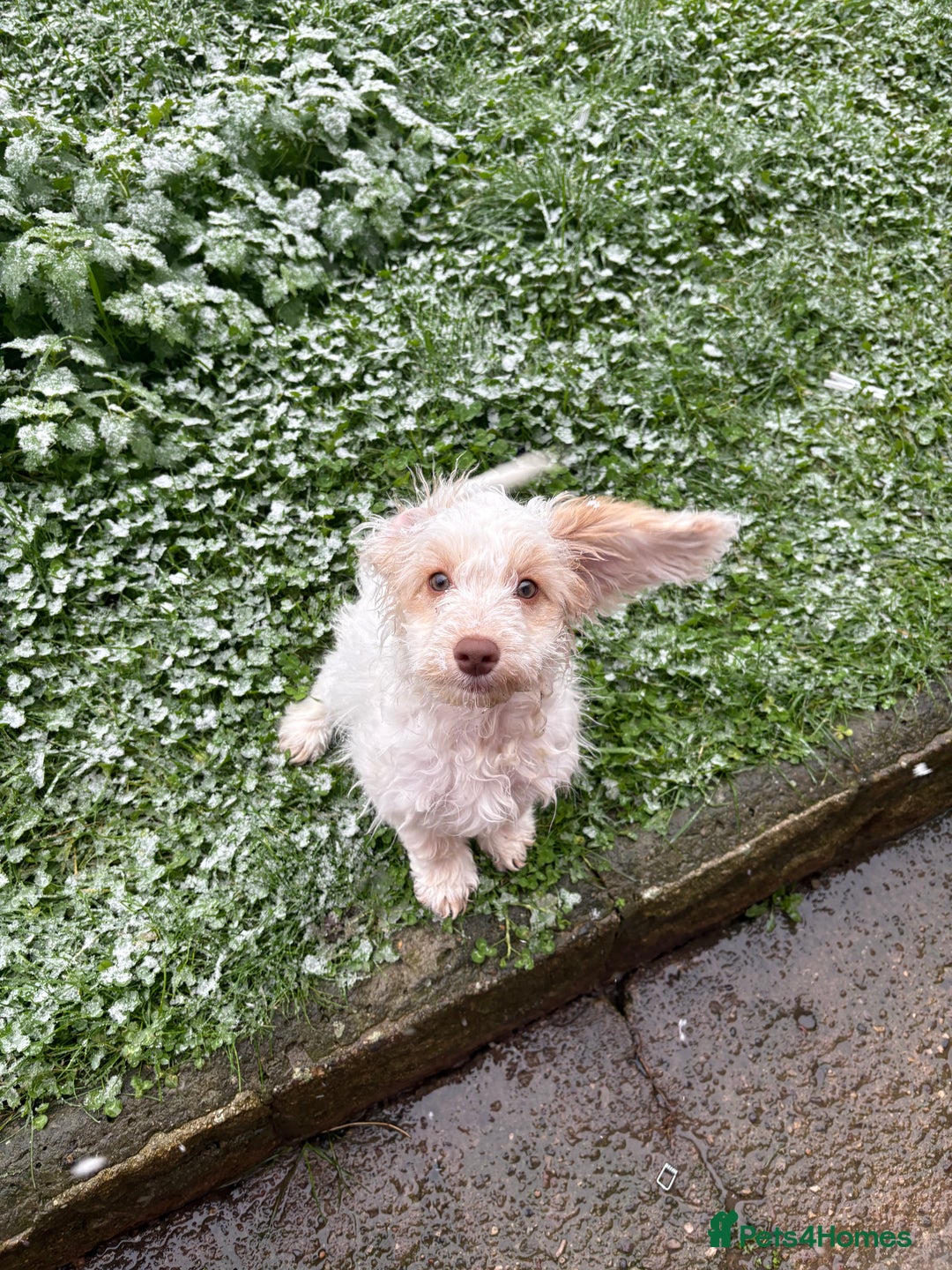 Mixed Breed dogs for sale: Springerpoo puppy  - Advert 5