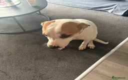 American Bulldog dogs for sale: 7 month old full breed American Bulldog - Image 10