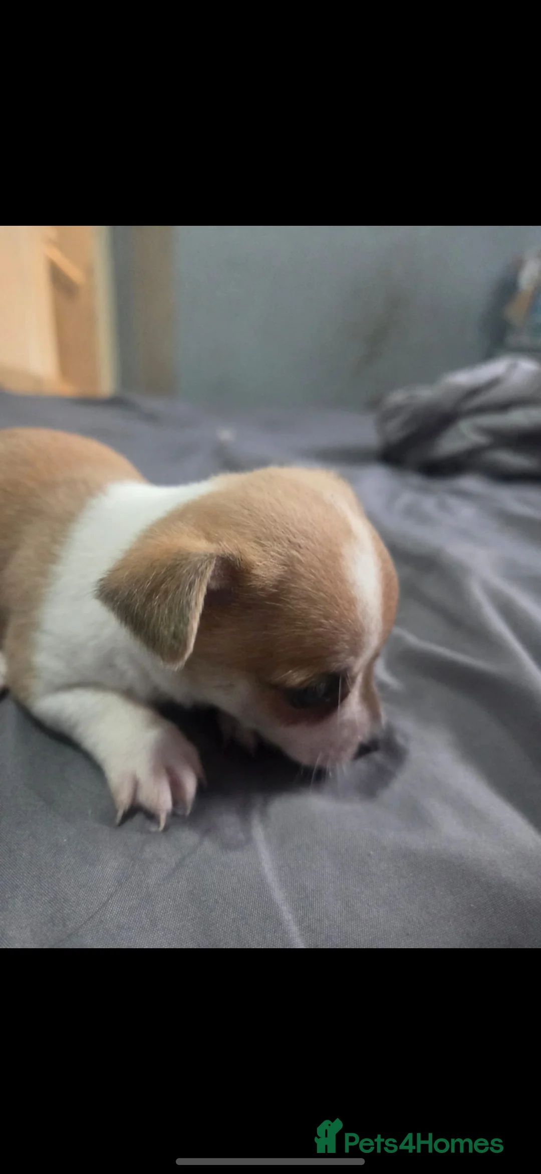 Pomchi dogs for sale: Pamchi puppys family pets  in Wigan - Advert 2