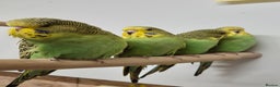 Budgerigars birds for sale: Budgies Birds by pre-order, exclusive birds - Advert 10