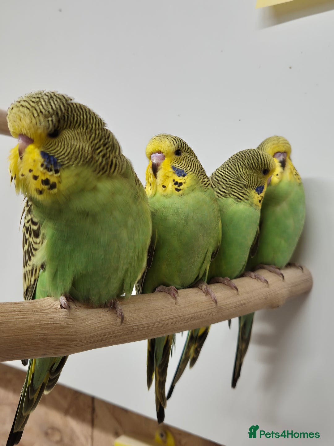 Budgerigars birds for sale: Budgies Birds by pre-order, exclusive birds - Advert 10