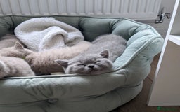 British Shorthair cats for sale: Blue British Shorthair Kittens - Advert 8