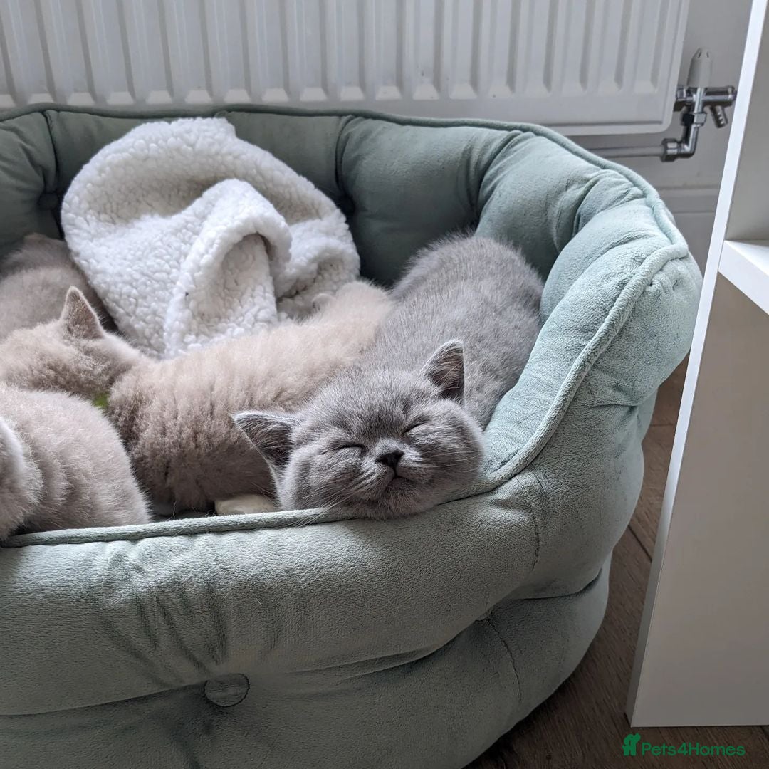 British Shorthair cats for sale: Blue British Shorthair Kittens - Advert 8
