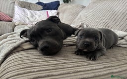 Staffordshire Bull Terrier dogs for sale: Blue boy staffy baby - Image 2
