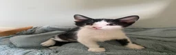 Mixed Breed cats for sale: Lovely short haired kittens  in Redhill - Advert 5