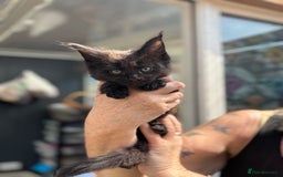 Maine Coon cats for sale: Black smoke pedigree Maine Coon in Kettering - Image 10