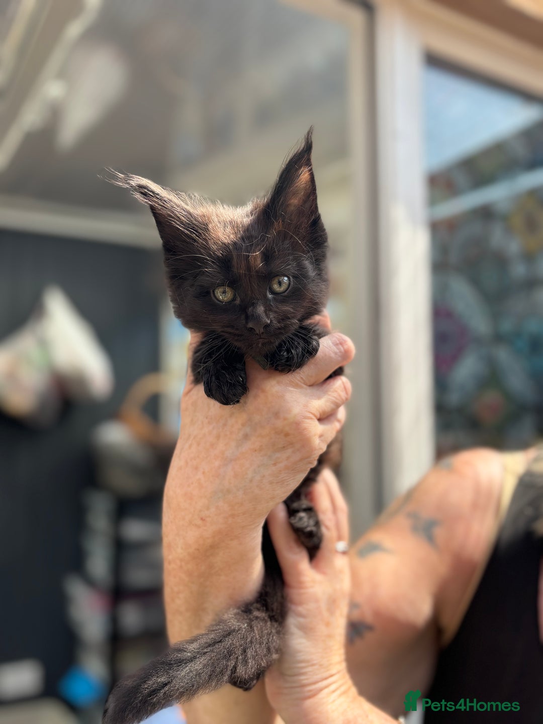 Maine Coon cats for sale: Black smoke pedigree Maine Coon in Kettering - Image 10