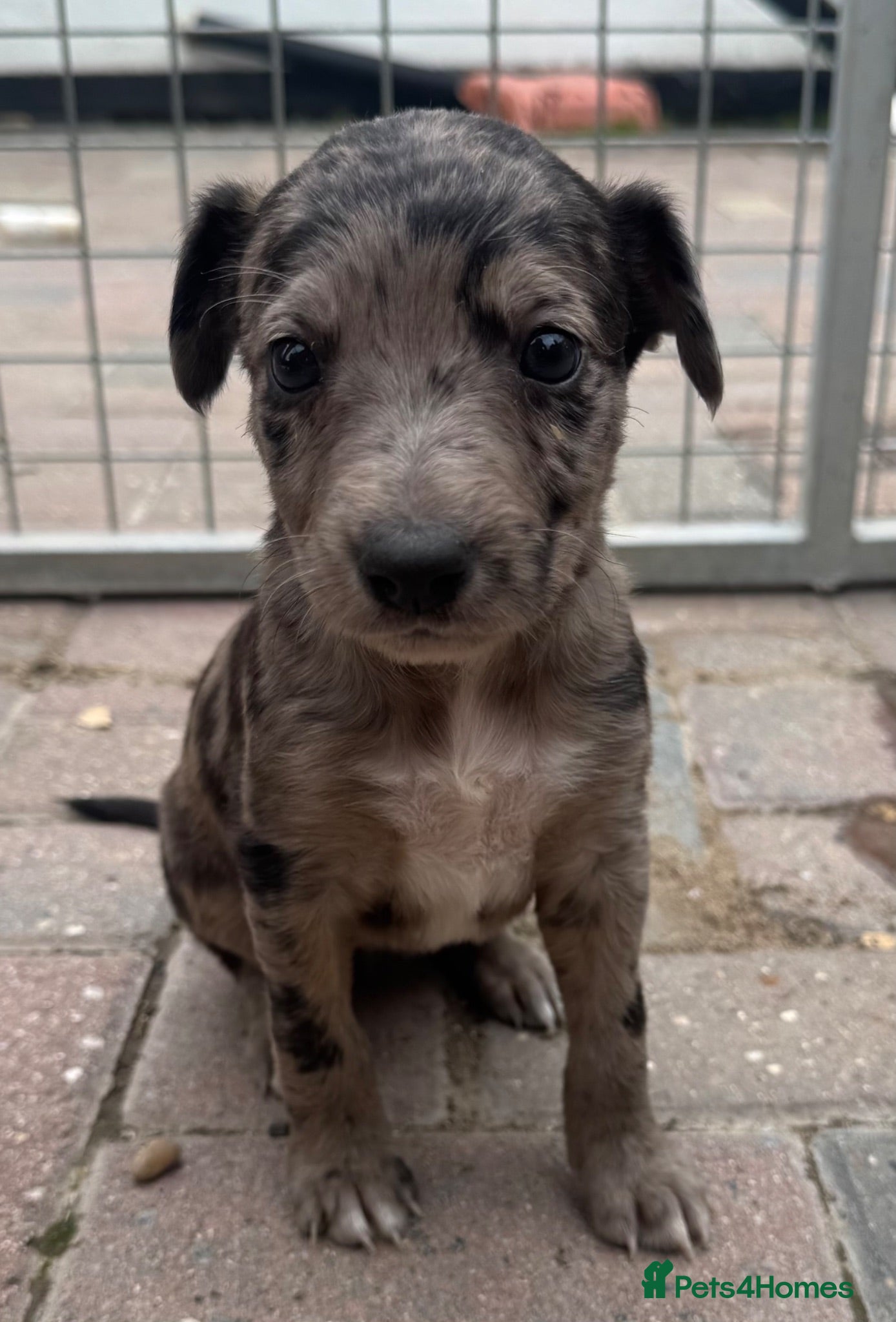 Lurcher dogs Top quality Lurcher puppies - Advert 2