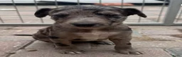 Lurcher dogs for sale: Top quality Lurcher puppies - Advert 2